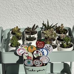 mini succulent gift plants in ceramic pots w/ pick marker spike