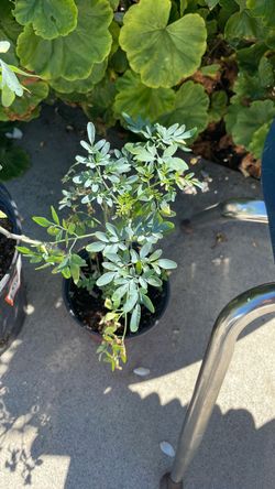 Plumerias and Ruda plants