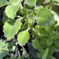 Oregano Orejon