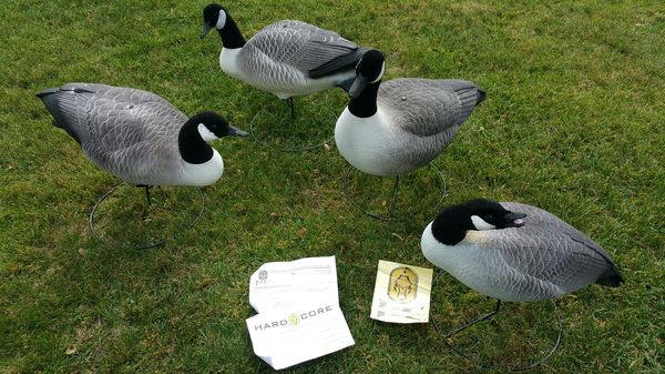 Goose Decoys For Sale >> Hardcore Goose Decoys For Sale In Los Gatos Ca Offerup Goose Decoys For Sale >> Hardcore Goose Decoys For Sale In Los Gatos Ca Offerup