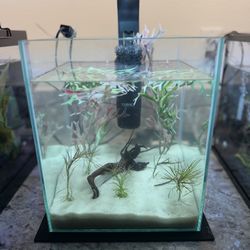 5 Gallon Rimless Aquarium Cobalt Planted 