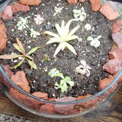 Self Watering Carnivorous  Plant Arrangements
