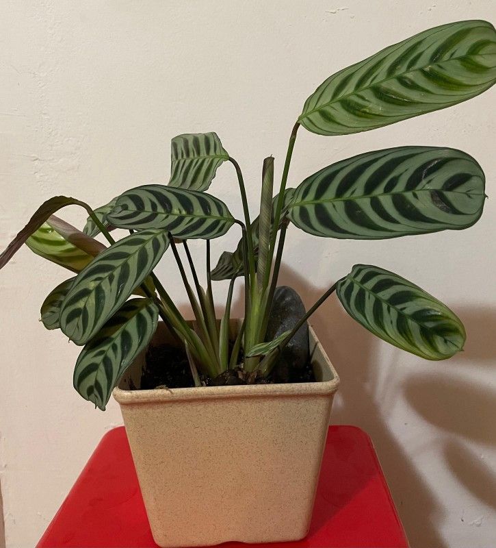 Calathea 'Burle Marx' - BWH Plant Co.