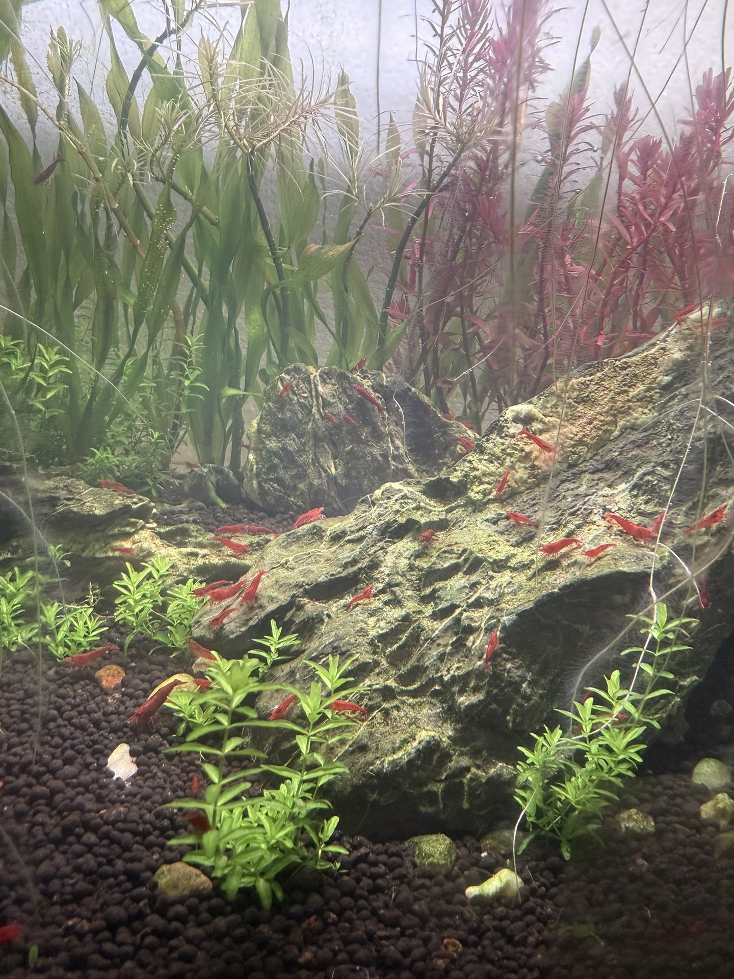 Aquarium Shrimp Decor