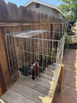 Bantam Cage