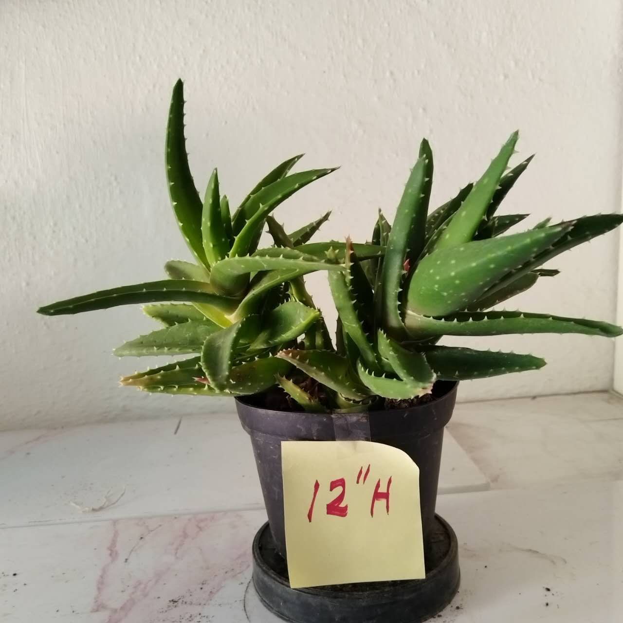 Various potted succulents