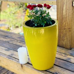 Live outdoor mini rose 🌹 bush plant in a Le Beau ceramic planter pot—firm price