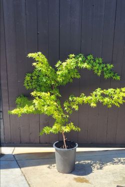 Japanese Maple Aprox 5 feet tall
