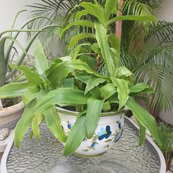 Plant In Pot Holder