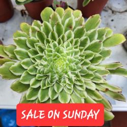 RARE KOREAN PLANTS AND SUCCULENTS SALE THIS SUNDAY  IN SAN LORENZO