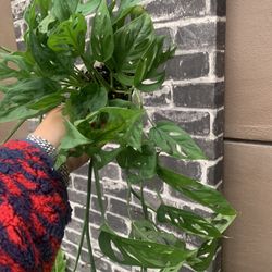 Mostera Adansonii Indoor Plants 