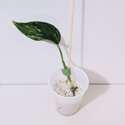 Japanese Teruno Bumpy Pothos