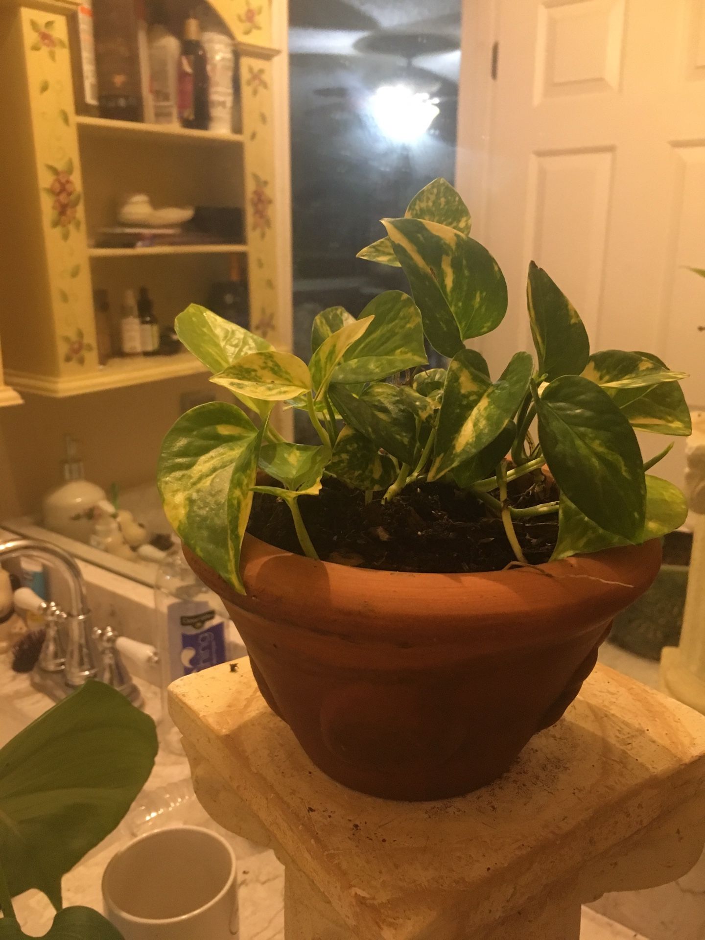 Golden Pothos In Terra-cotta Pot