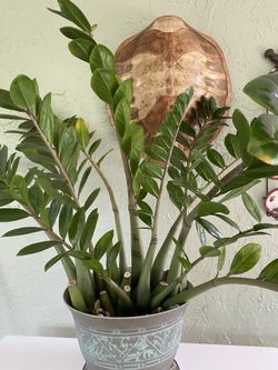 Zamioculcas Plant