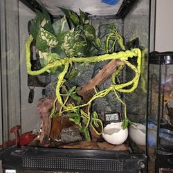 Crested Gecko Bio Active Reptile Tank