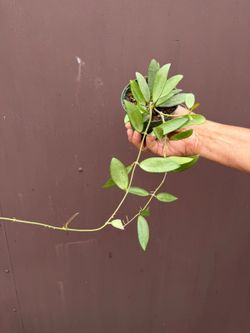 4” hoya silver lady