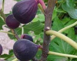 Petite Negra Fig Tree!