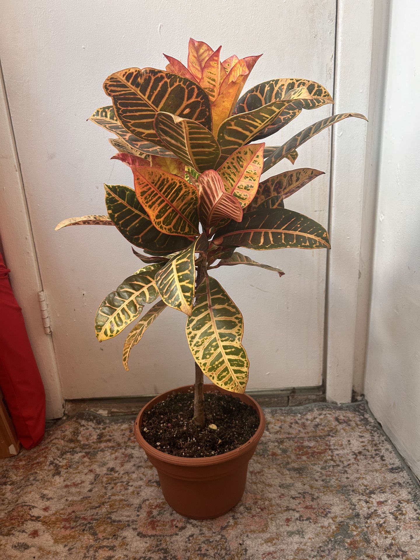 Crotton Plant Read Description ⤵️