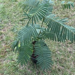 Cha Om Plant (2-3 Ft Tall)