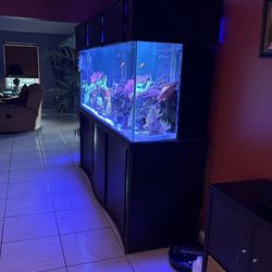 250 Gallon Fish Tank (Fish Not For Sale)