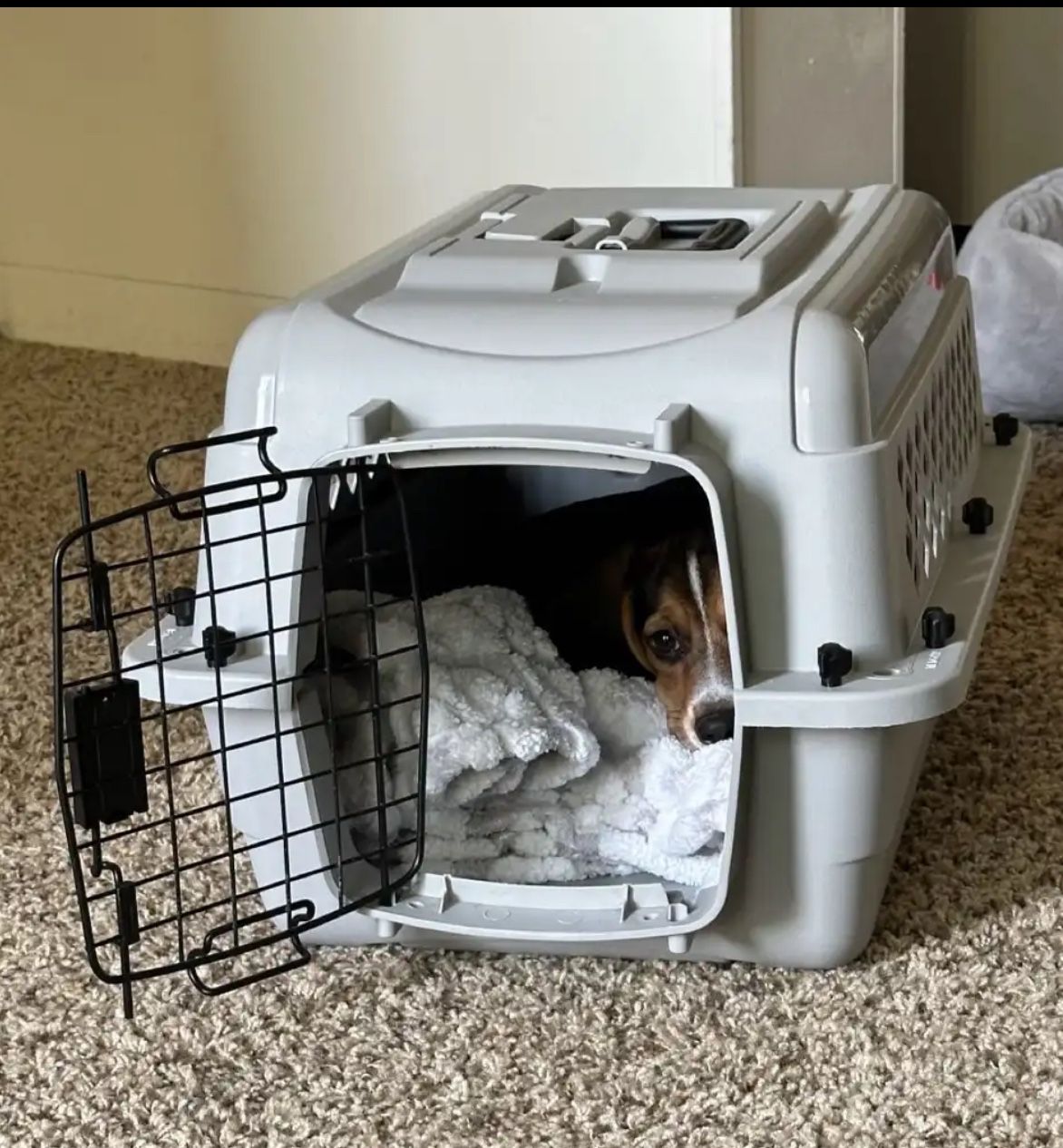 Grey kennel