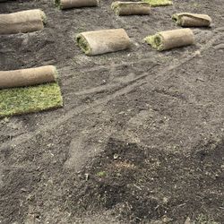 fresh sod 