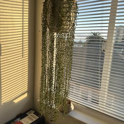 String Of Pearls Plant 