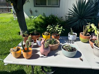Moving plant sale