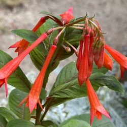 Upright Firecracker Fuchsia  Has Beautiful Foliage.