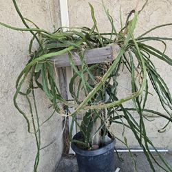 Dragon fruit plant. ready for your favorite Fruit.$ 50 O.B.O