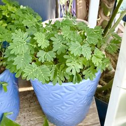 Plants (4”pot🌿Sensitive plants $10)