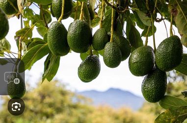 Avocado trees, organic