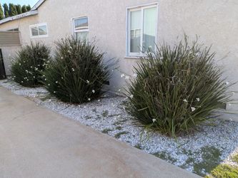 FREE African iris plants