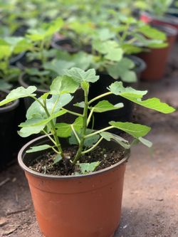 Brown Turkey Fig Tree