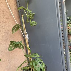 HERMOSAS PLANTAS NATURALES “SWEET CHEESE PLANT 