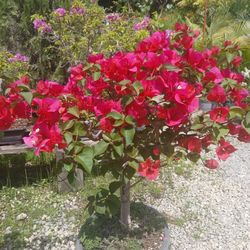 Beautiful Bougainvillea Bonsai From $110🌺