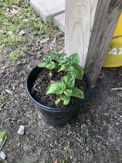 Plantas De Yerbabuena  $10