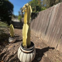 Rare Euphorbia Ammak “Ghost” Cuttings – Highly Variegated / Collector’s Succulent