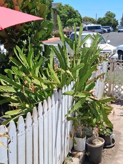 Free dragon fruit, cut outs
