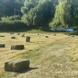 Local Hay - $8.00