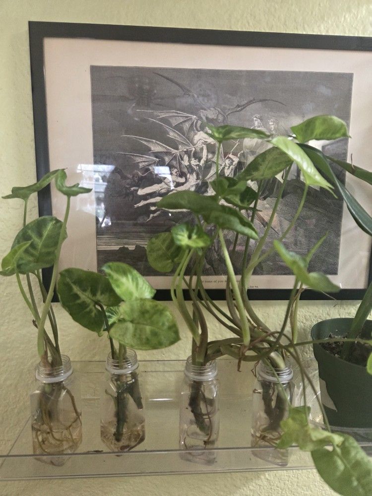 Syngonium White Butterfly