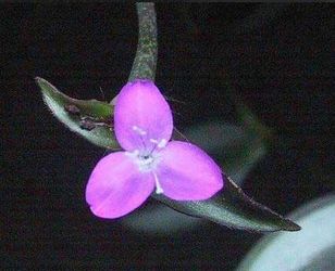 45 Potted Wandering Jew Plants