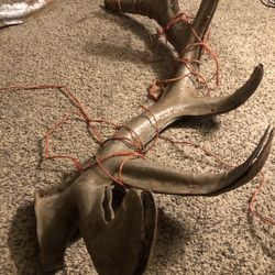 Antler Molds