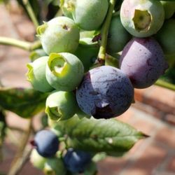 Blueberry  Tree