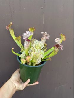 Serracenia leucophylla pitcher plant in 6” pot