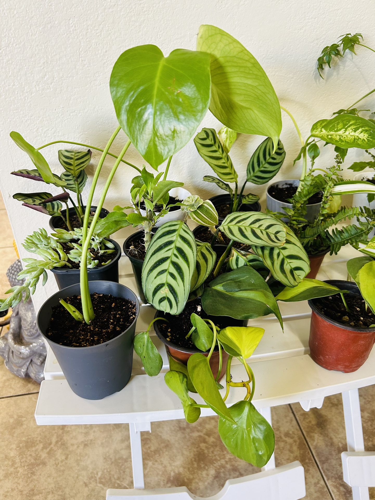 Smal Plants 5 Each