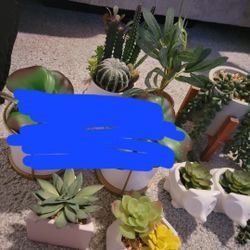 Fake Succulents 