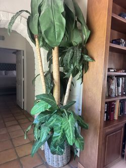 Plastic plant