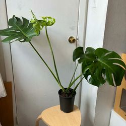 Monstera