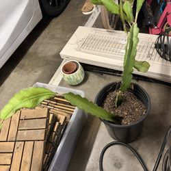 Dragon fruit Plant